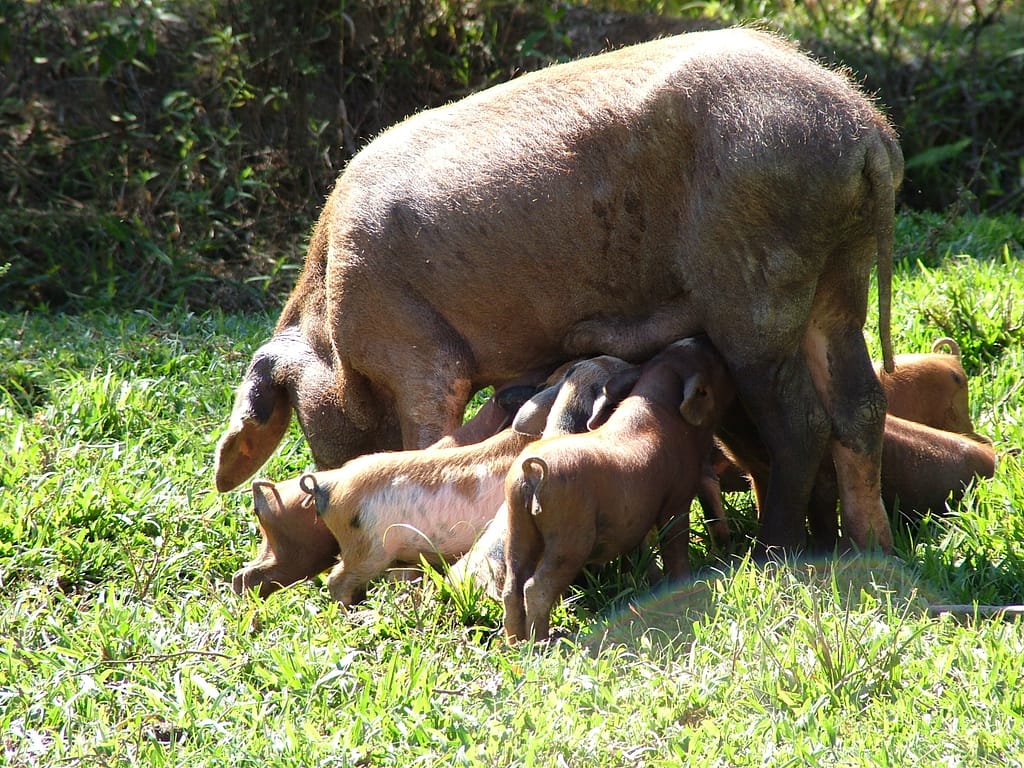 Conheça a fauna do roteiro