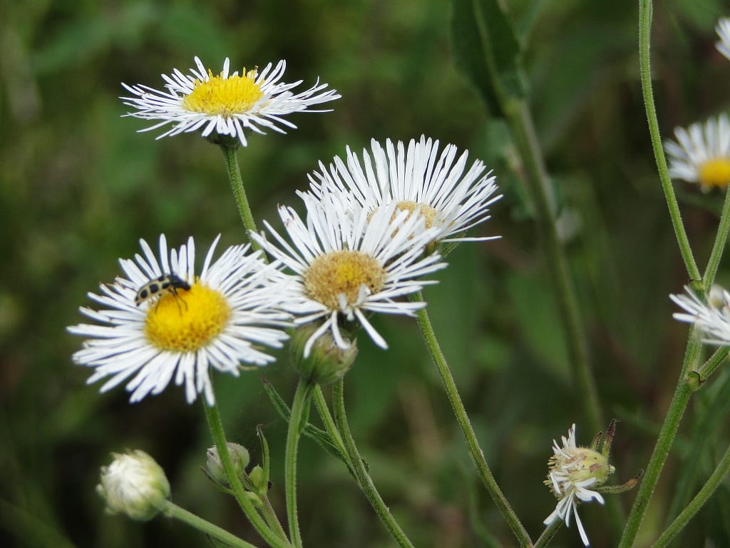 Conheça a flora do roteiro